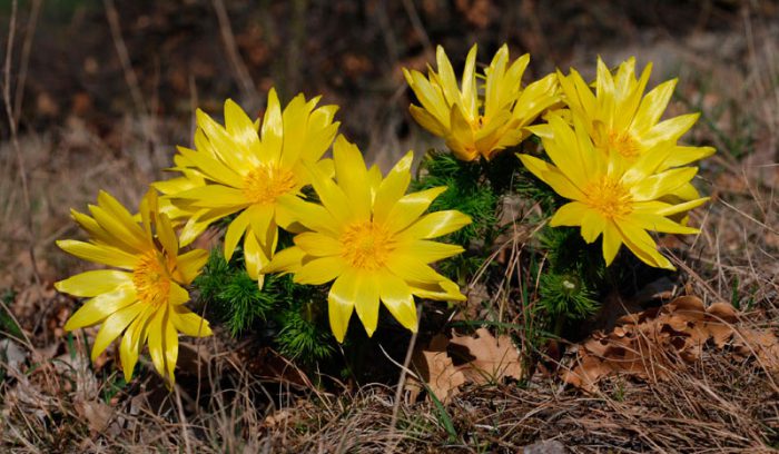 Adonis villosa