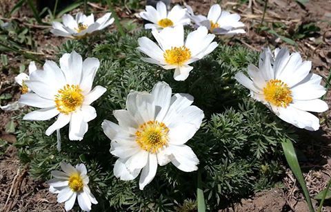Adonis mongol (Adonis mongolica)