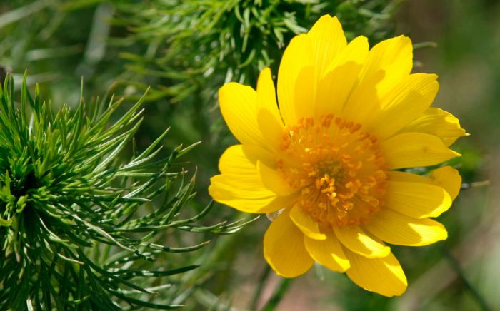 Adonis spring (Adonis vernalis)