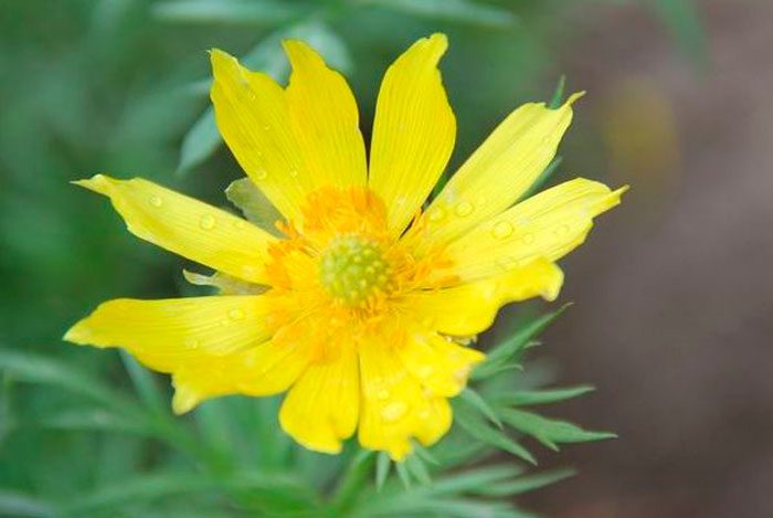 Adonis turkestanicus