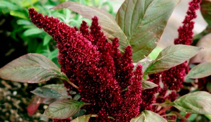 Amaranto oscuro o amaranto triste (Amaranthus hypochondriacus)