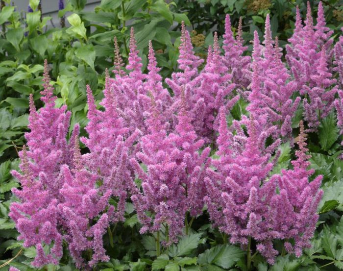 astilbe chinensis
