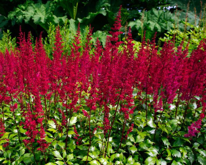 Astilbe japónica