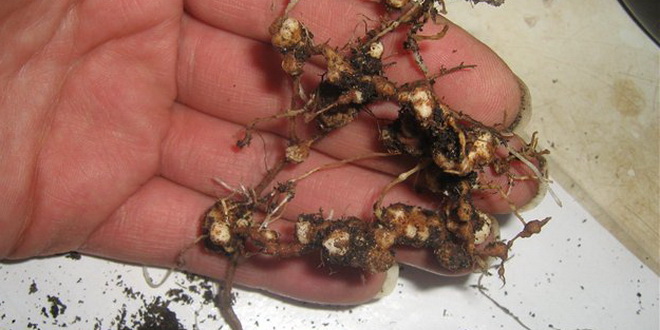Nematodo de la fresa