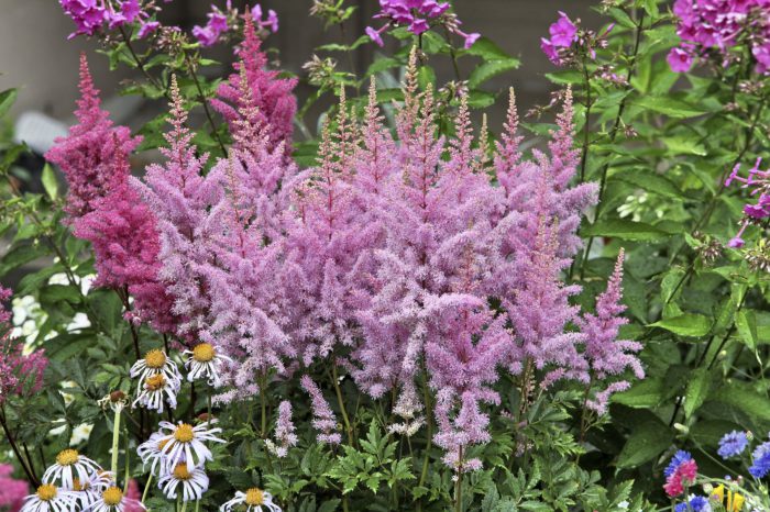 Características del cuidado del jardín.