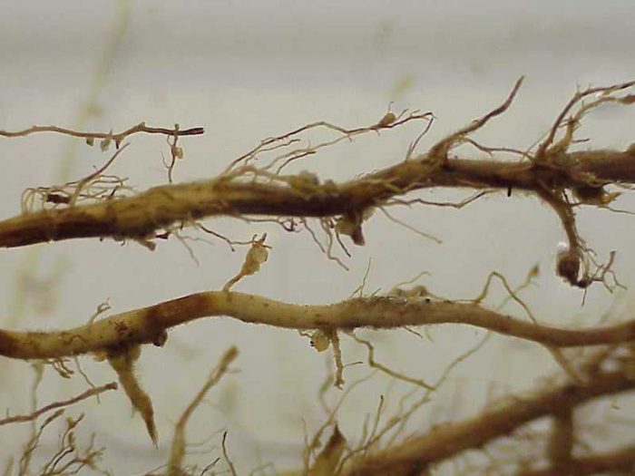 Nematodo de agallas