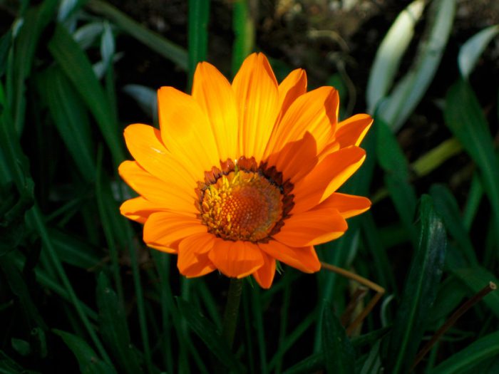 Gazania pavonia