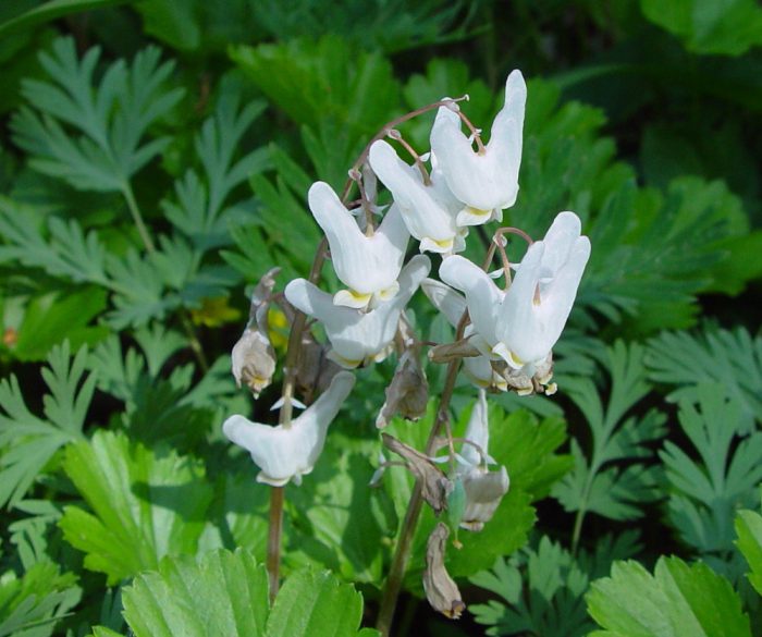 Dicentra cuccularia