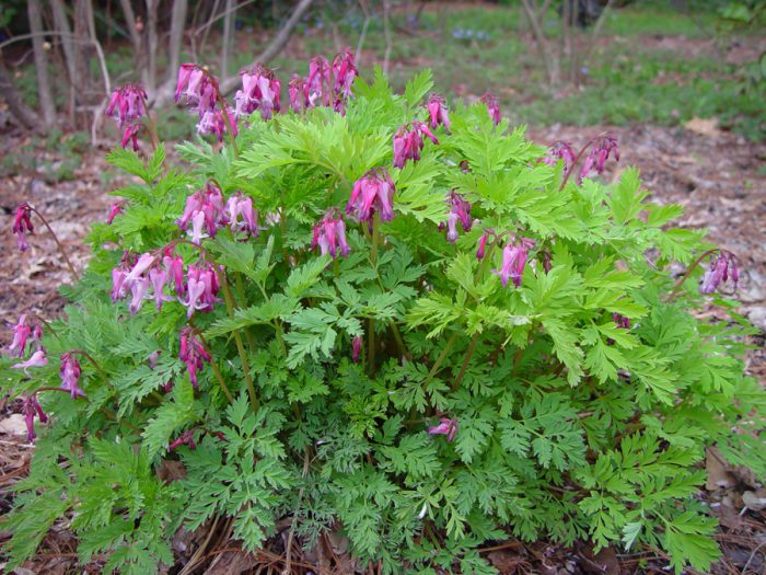 Corazón sangrante (Dicentra formosa)