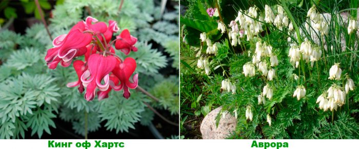 Dicentra - foto, cuidados, especie, descripción, reproducción