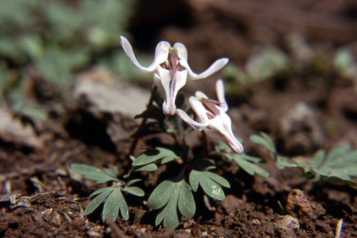Dicentra uniflora