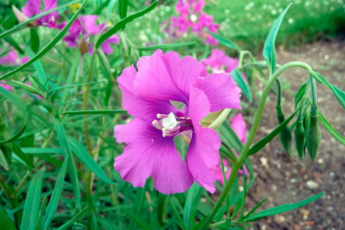 Clarkia es bonita