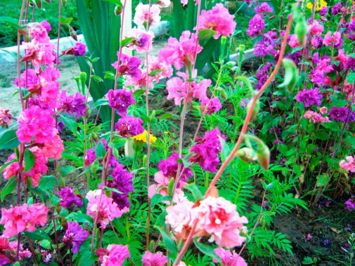 Clarkia elegans