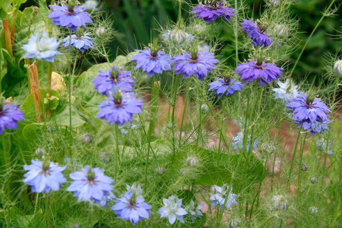 Nigella - foto, cuidados, especie, descripción, propagación