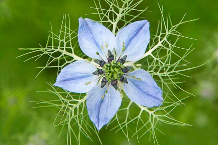 Nigella damascena