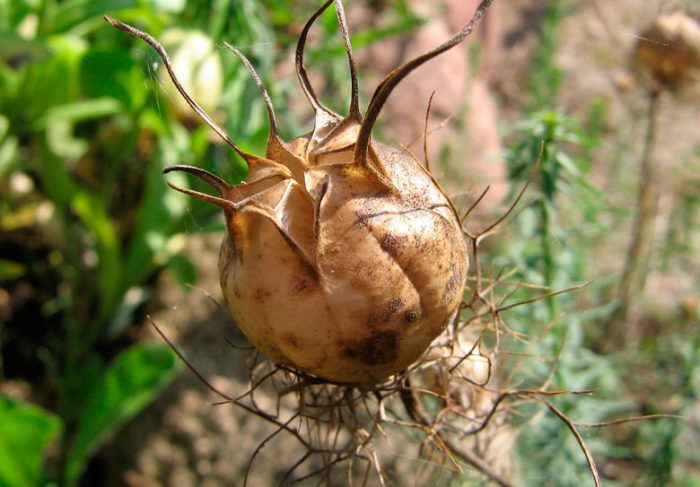 Nigella - foto, cuidados, especie, descripción, propagación