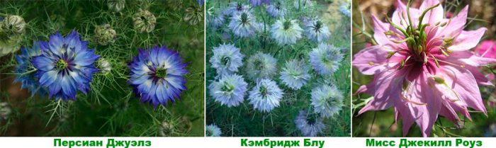 Nigella - foto, cuidados, especie, descripción, propagación