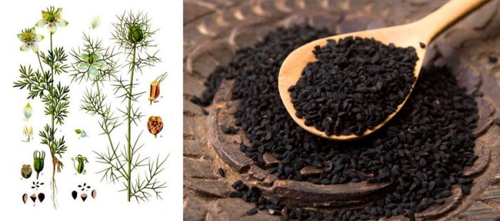 Propiedades de Nigella