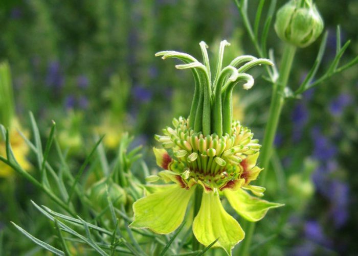 Nigella orientalis