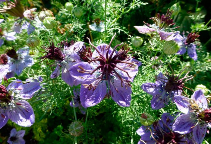 Nigella hispánica