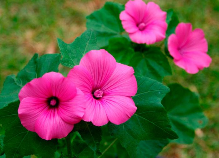 Lavatera triosum