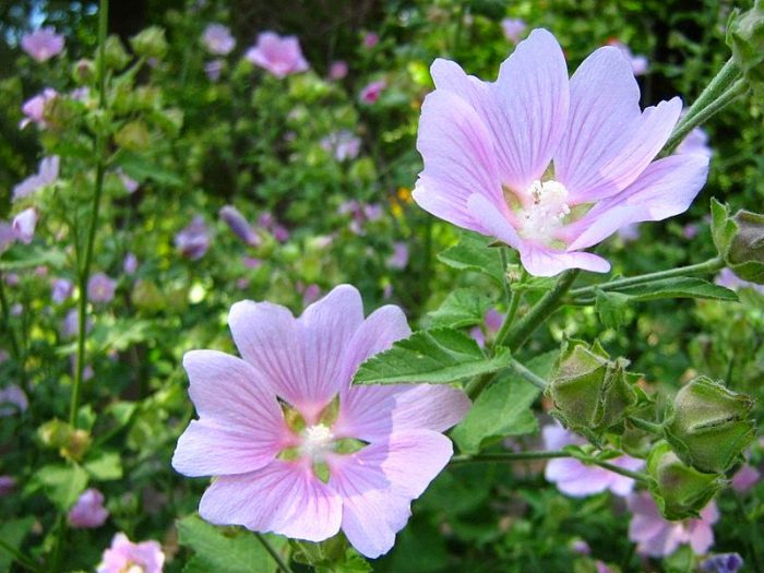 Lavatera thuringiensis