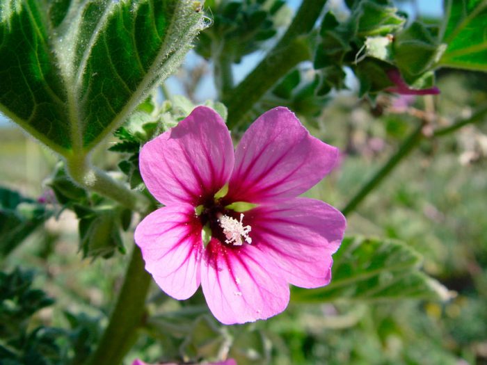 Lavatera mauritiana