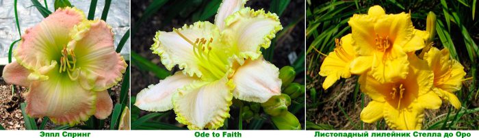 Daylily - foto, cuidados, especies, descripción, propagación