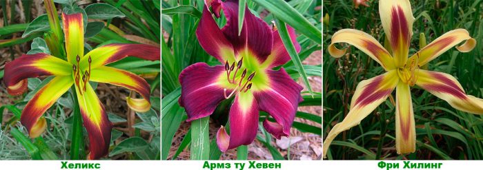 Daylily - foto, cuidados, especies, descripción, propagación