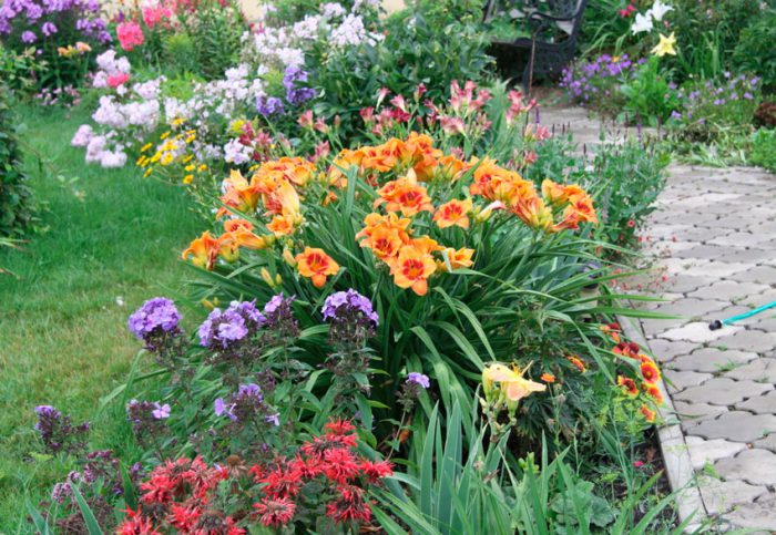 Daylily - foto, cuidados, especies, descripción, propagación