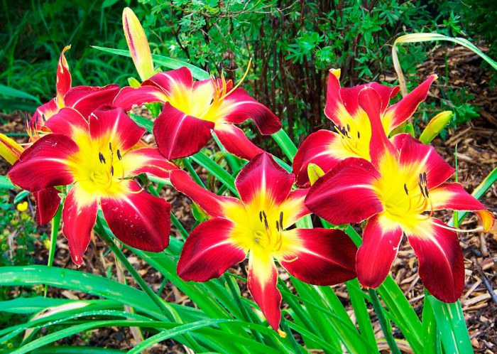 Daylily - foto, cuidados, especies, descripción, propagación