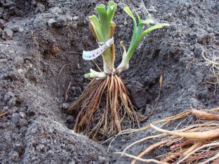 Plantar un Daylily