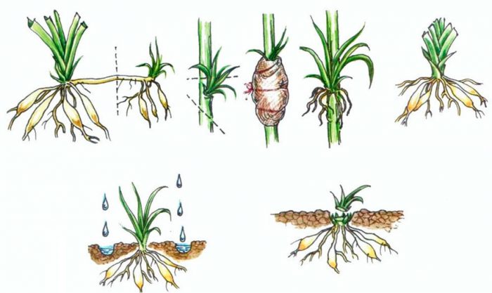 Propagación del daylily