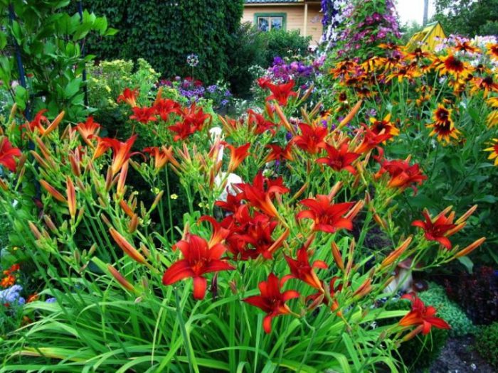 Cuidado de los Daylily en el jardín