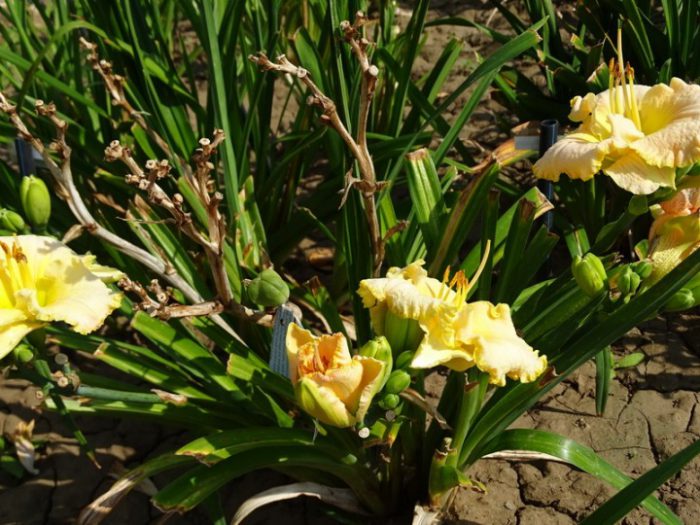 Daylily - foto, cuidados, especies, descripción, propagación
