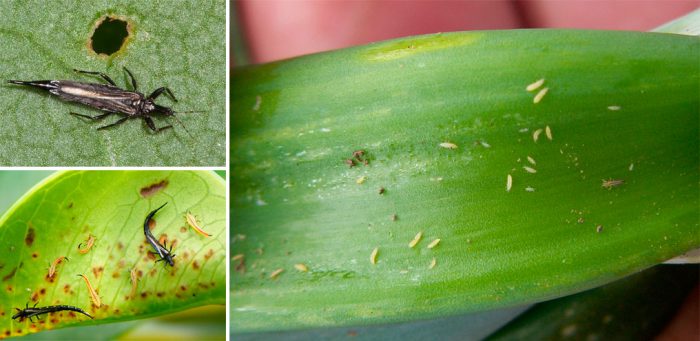 Thrips