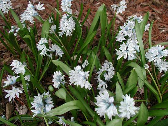 Pushkinia hyacinthoides