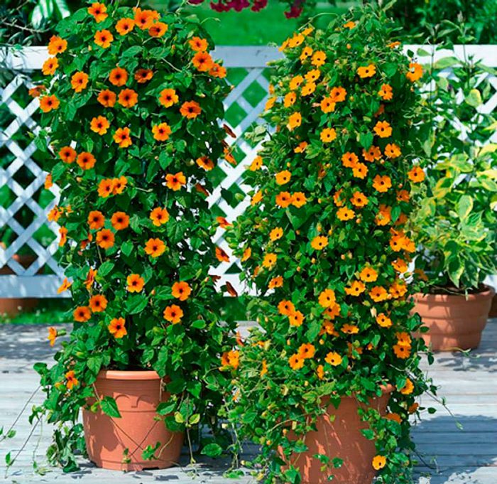 Thunbergia - foto, cuidados, especie, descripción, reproducción