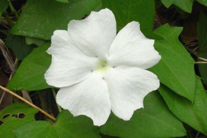 Thunbergia fragrans