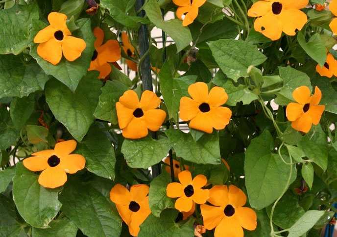 Thunbergia alata