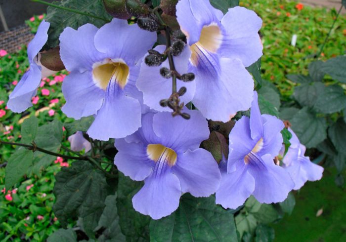 Thunbergia grandiflora