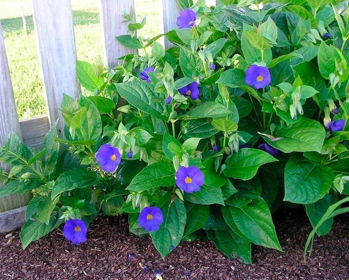 Thunbergia Battiscombe