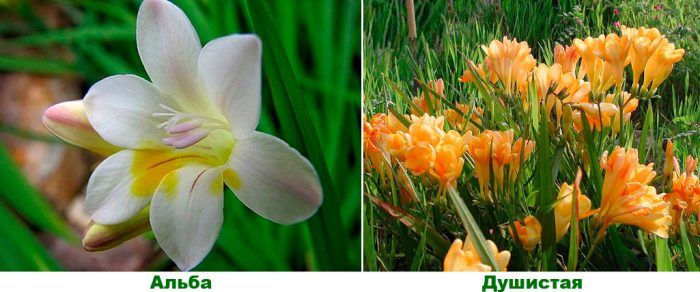 Fresia - foto, cuidados, especies, descripción, propagación
