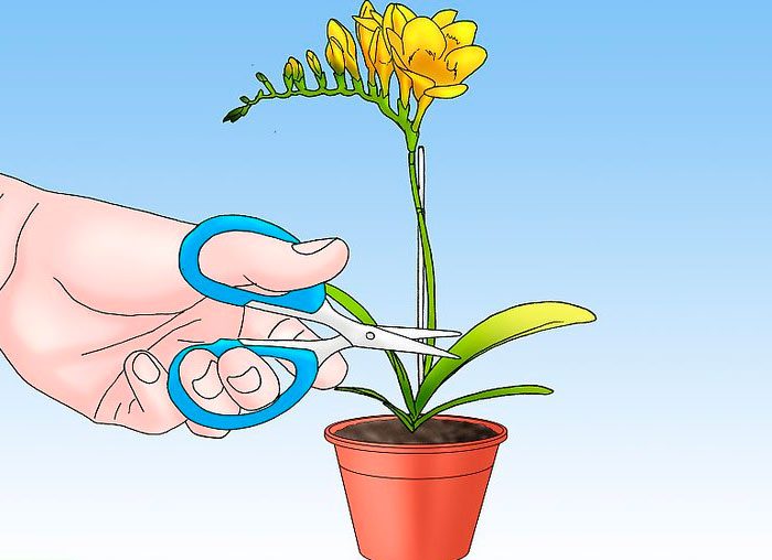 Fresia - foto, cuidados, especies, descripción, propagación