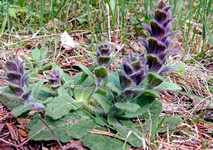 Ajuga piramidal