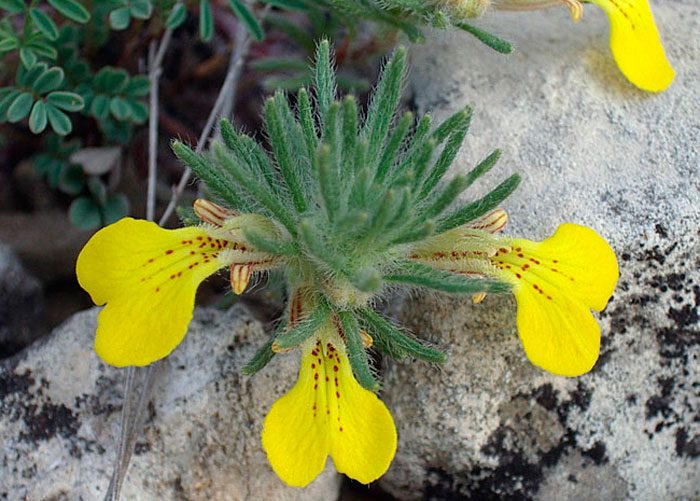 Ajuga chioskaia