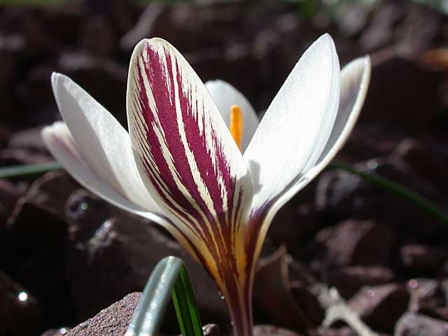 Crocus biflorum