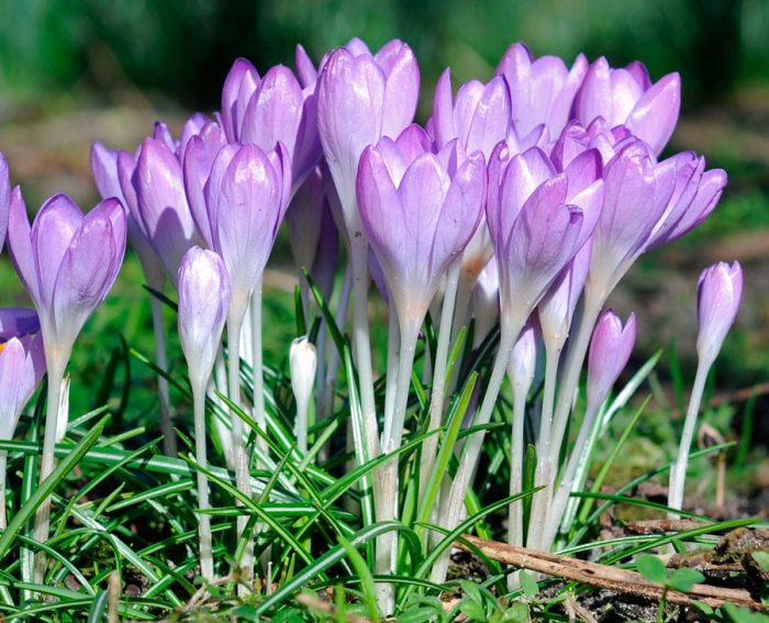 Crocus tomasini