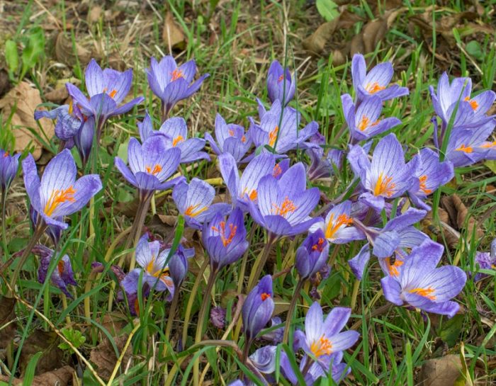 Crocus es hermoso