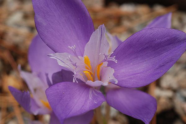 Crocus banatensis